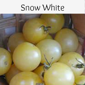 Snow White Cherry Tomatoes